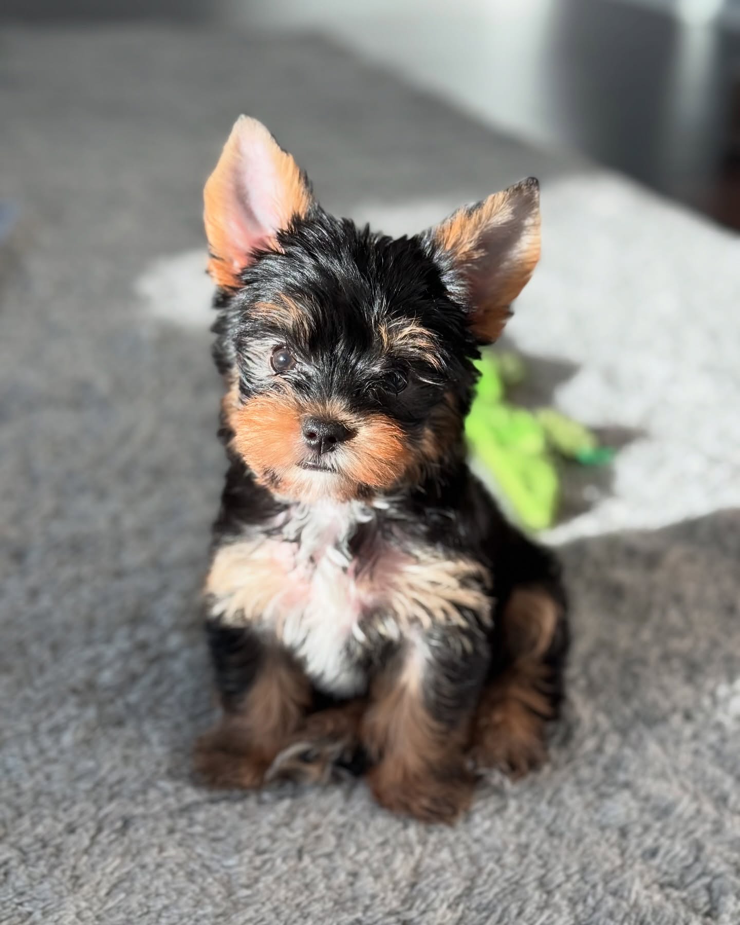 teacup yorkie puppies for sale