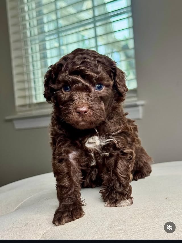 Browse Teacup Maltipoo Puppies For Sale - Maltese Puppies For Sale listings, with lovable pups, breeder details, and availability updates. Get the best quality of Puppies.