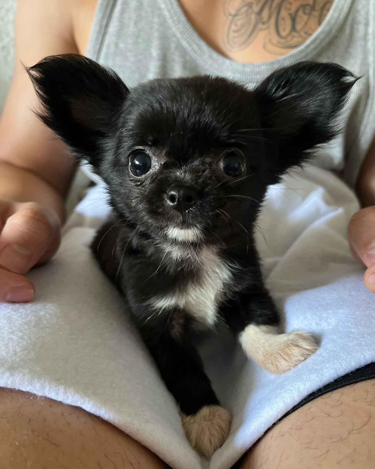 A small black and white puppy with large ears sits on a person’s lap, looking directly at the camera.