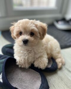 Maltipoo Puppies For Sale