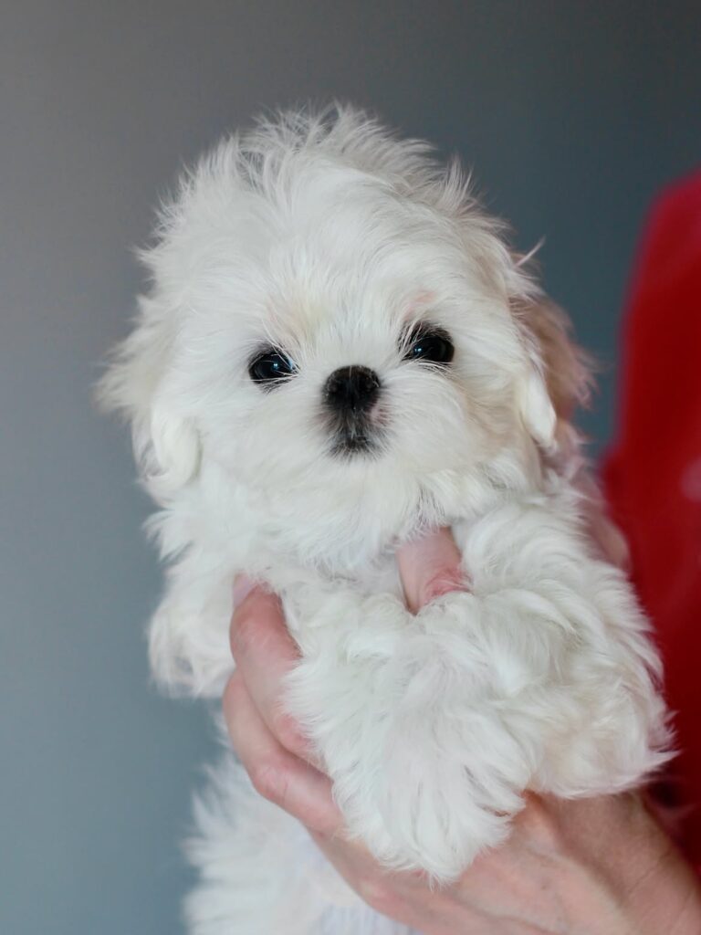A small white puppy being gently held by a person, showcasing a moment of affection and companionship.