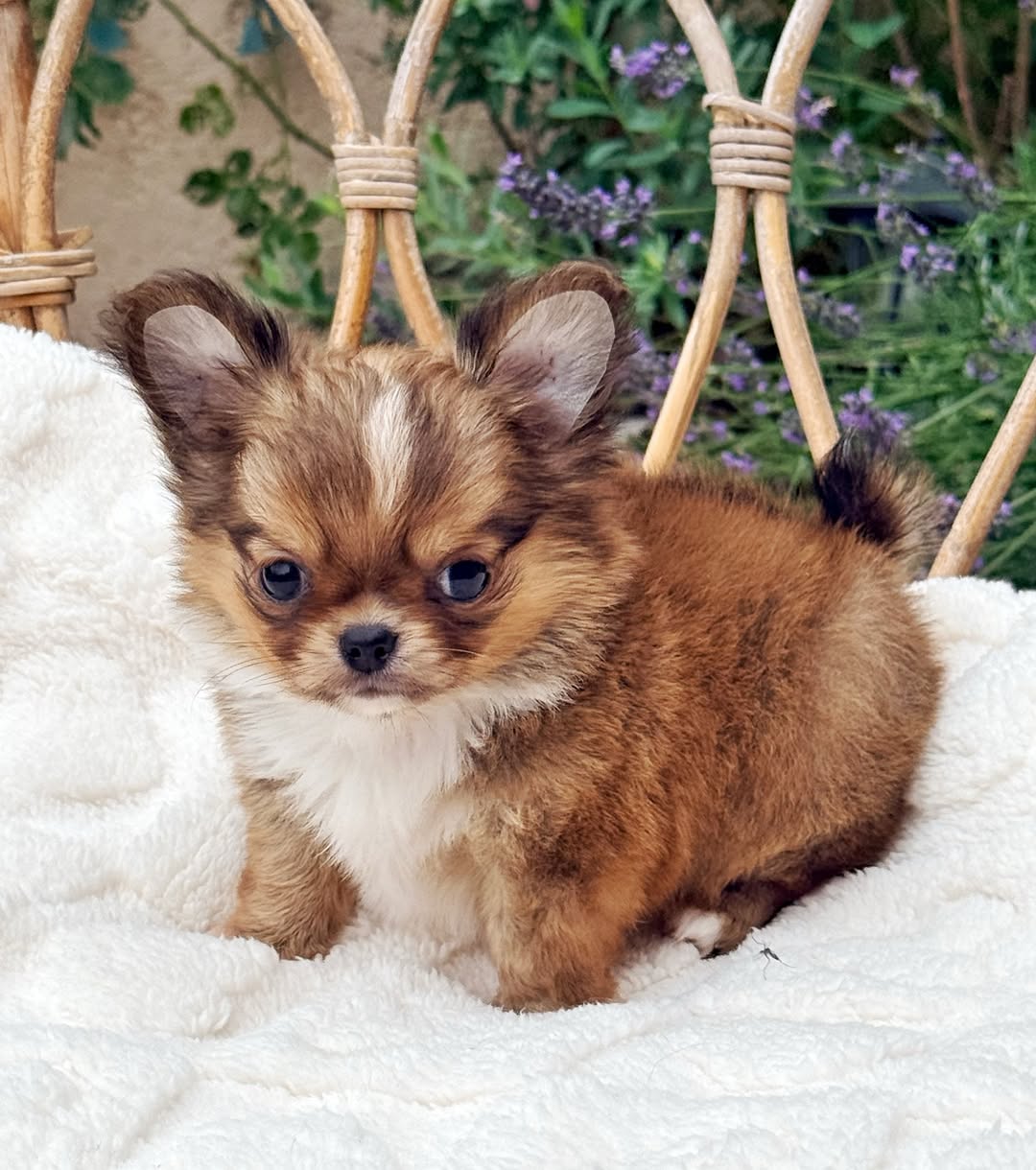 Chihuahua Puppies for Sale