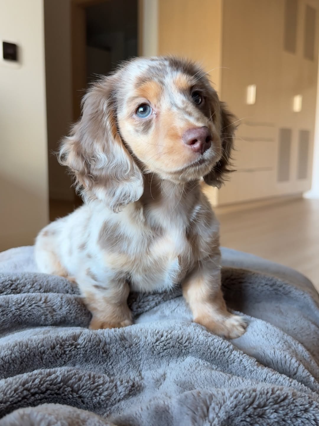 Dachshund puppies for sale