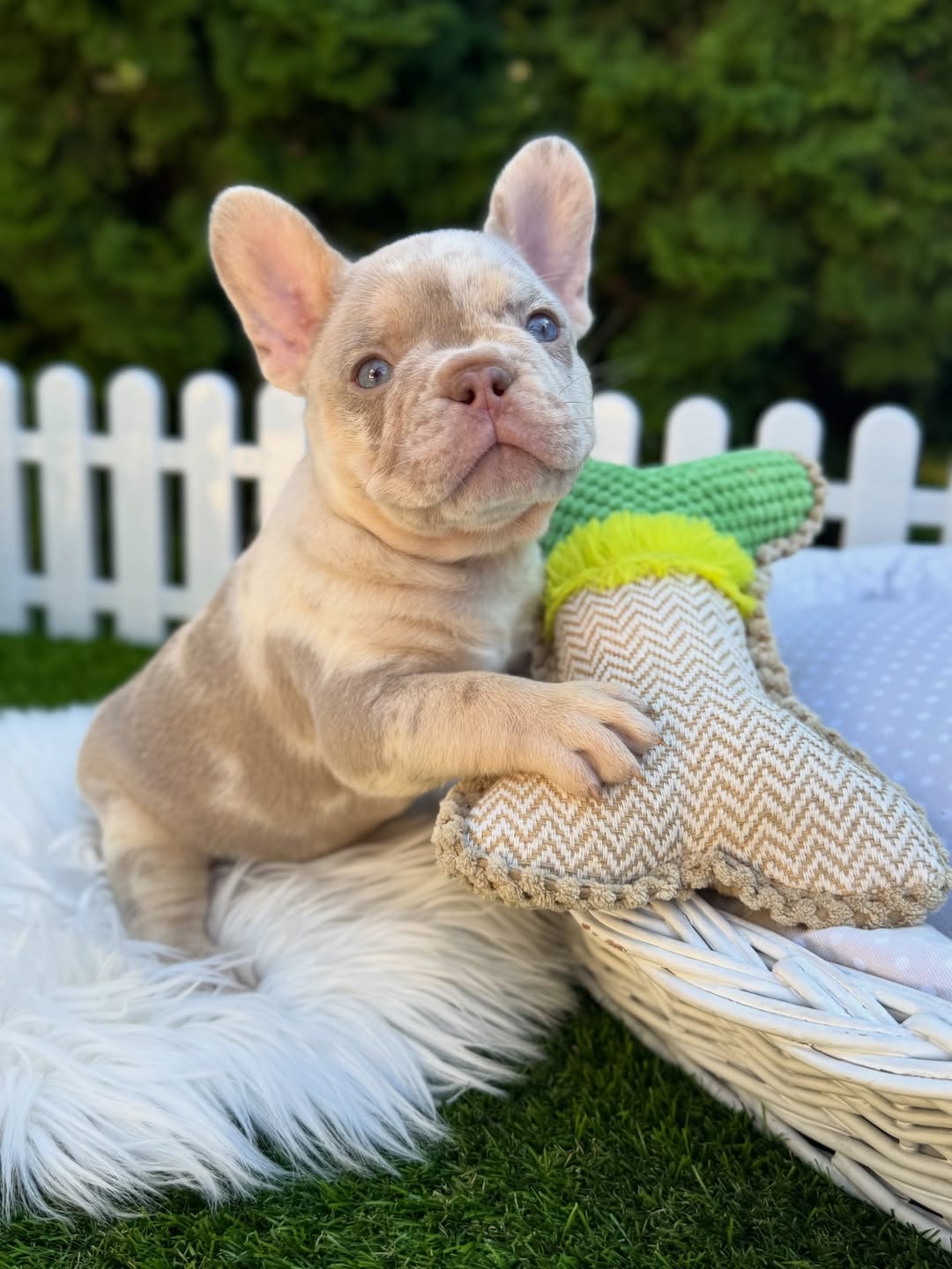French Bulldog puppies for sale,