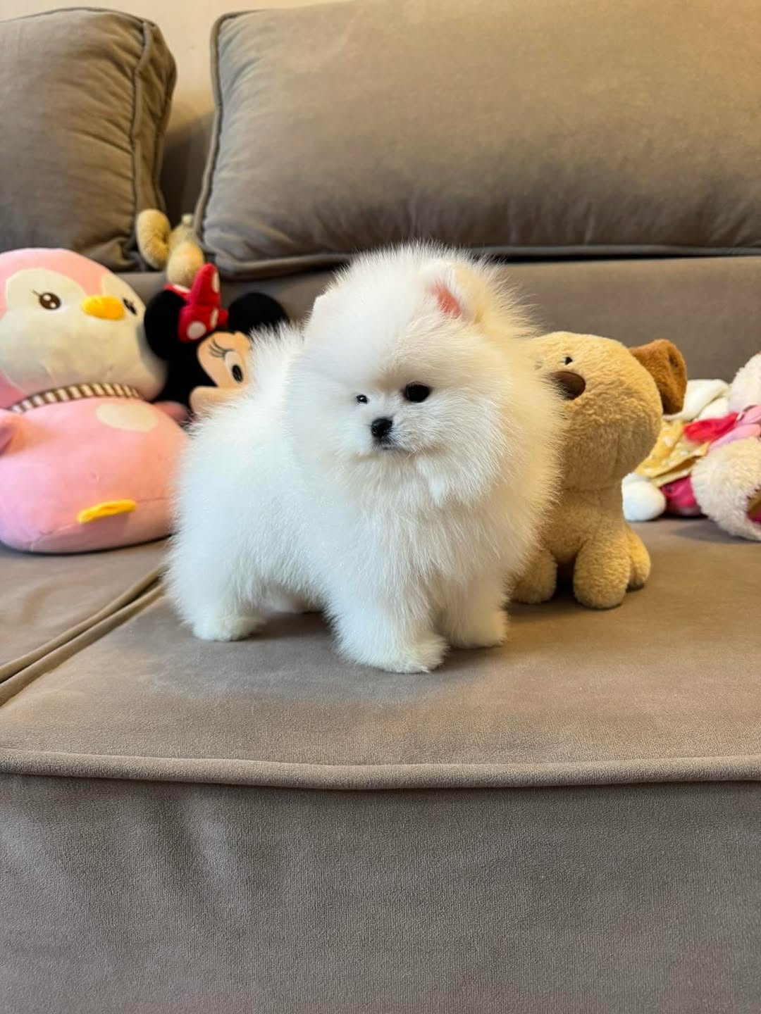 Pomeranian puppies for sale ..