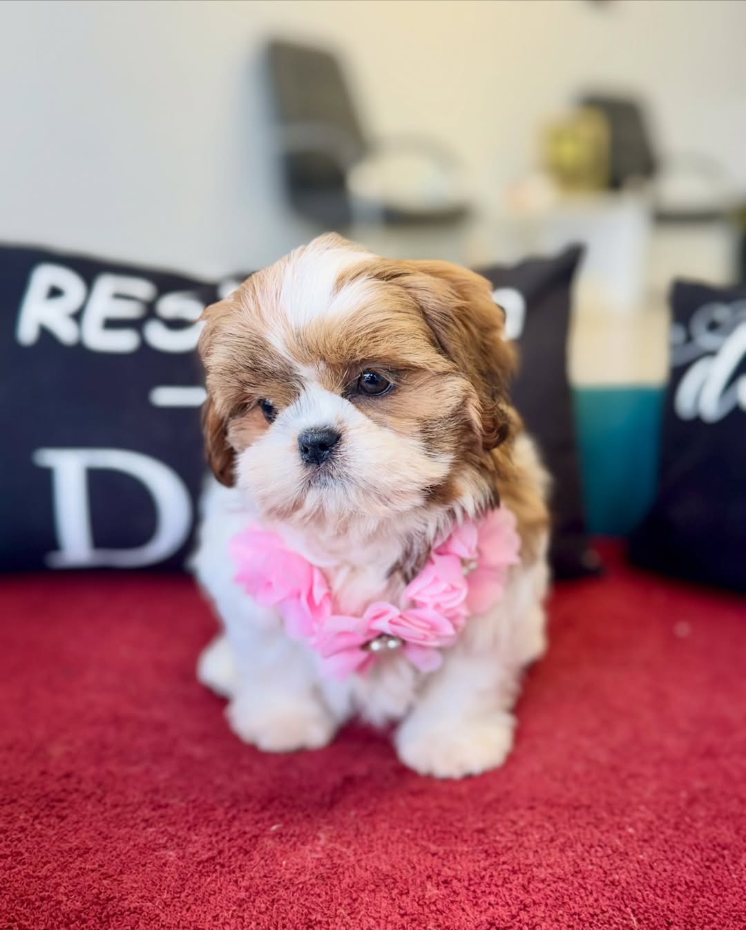 Shih Tzu Puppies For Sale.