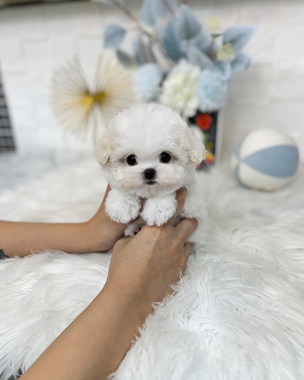 Maltese puppies for sale
