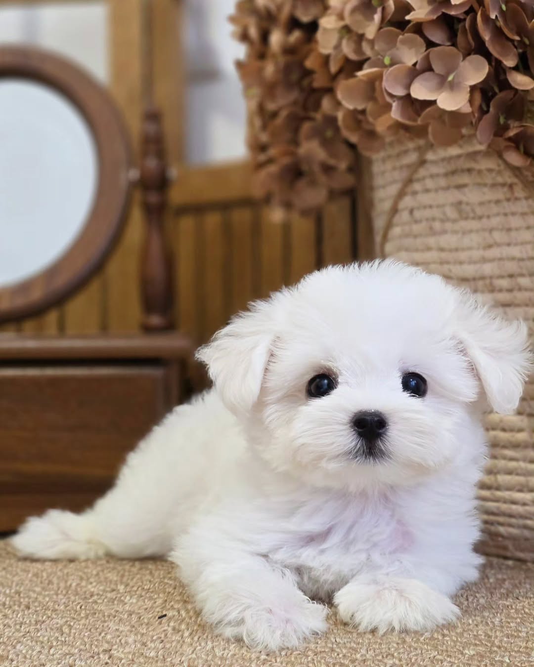 Teacup Maltese puppies for sale