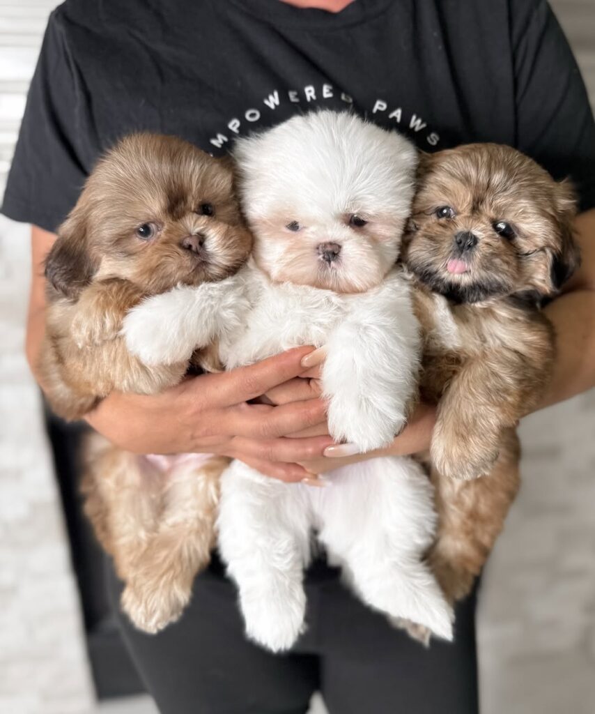 Teacup Maltipoo For Sale 