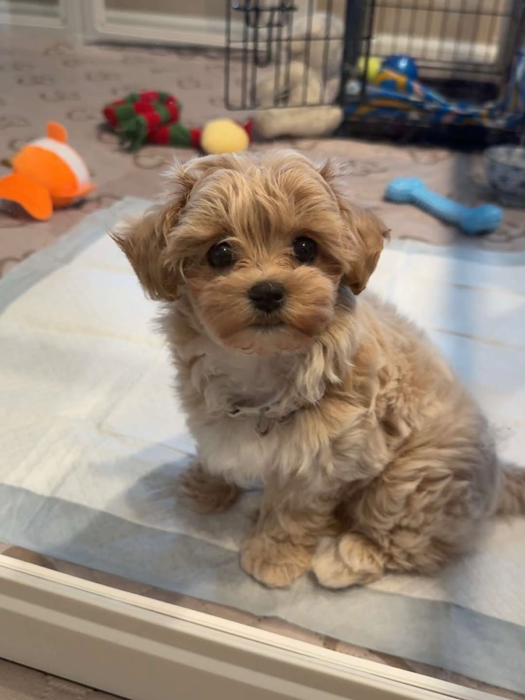 Teacup Maltipoo puppies for sale