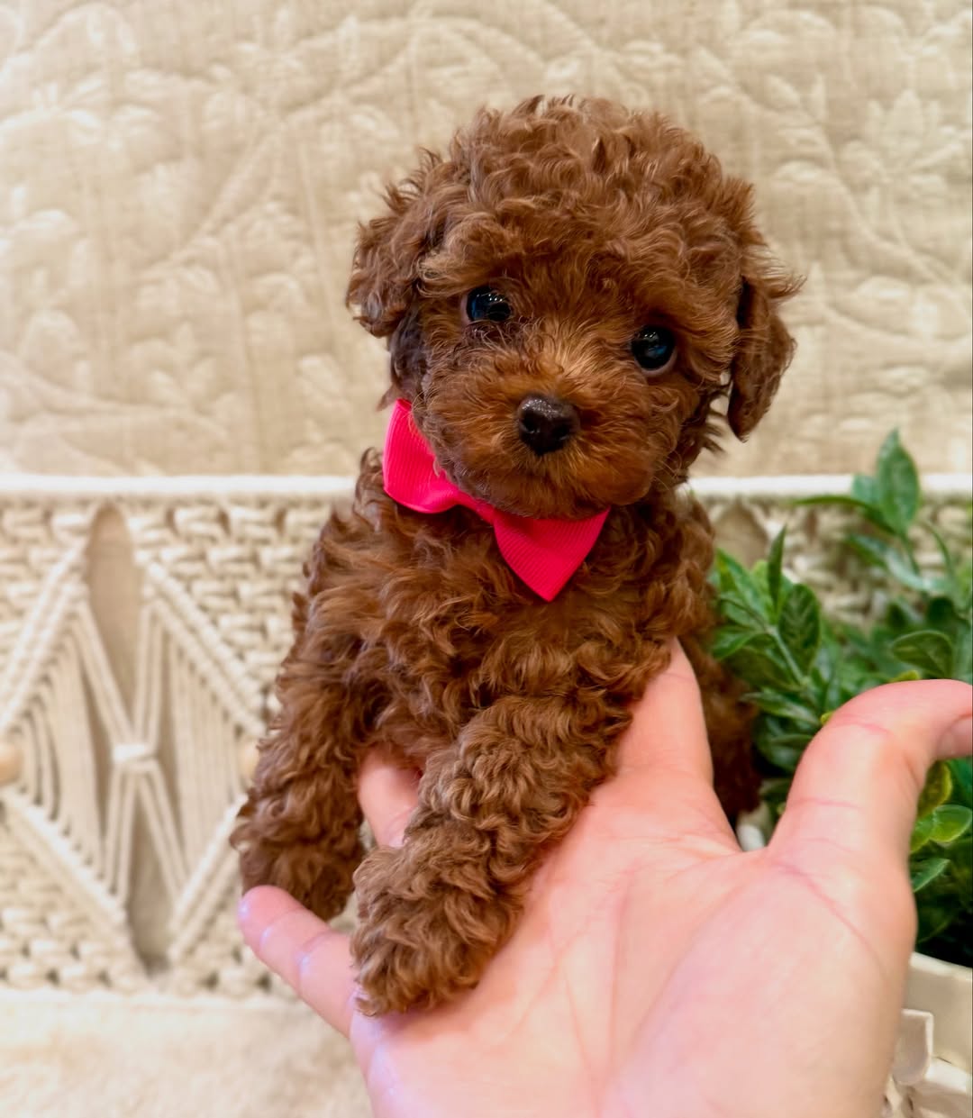 Toy Poodle puppies for sale.