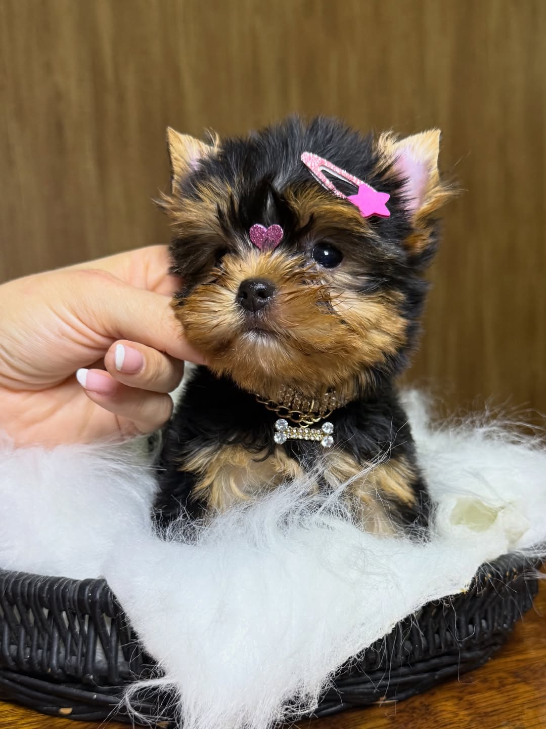 Yorkie puppies for sale .